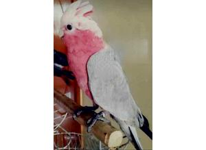 Pink Gala Cuckatoo for sale
