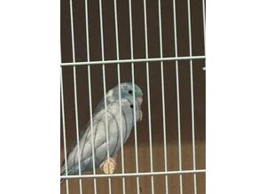Breeding blue and pied parrotlets