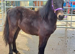 Dartmoor Hill Pony