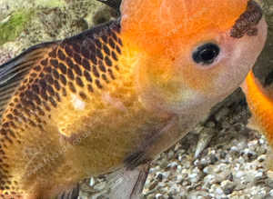 Oranda cold water fish