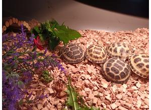 5 month old horsfield tortoises ready now