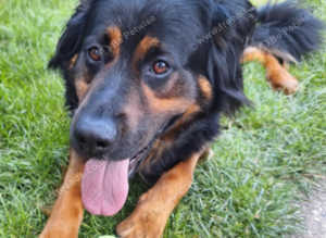 3 year old German Shepherd cross Rottweiler