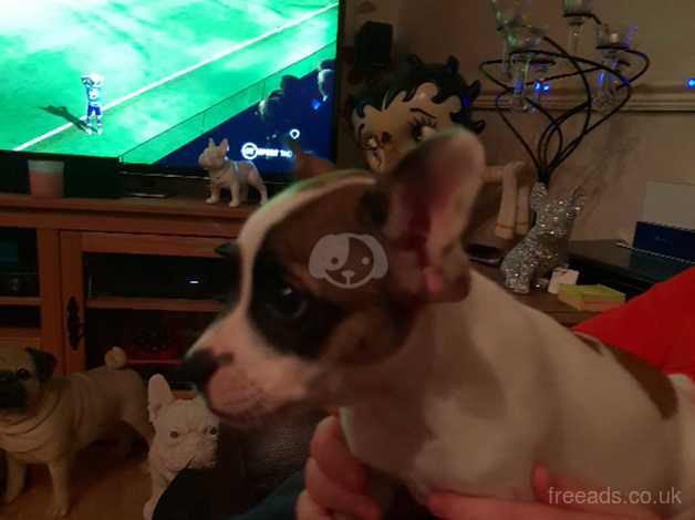 French Bulldog X Jack Russell In Stoke On Trent St6 On Freeads Classifieds Mixed Breed Classifieds