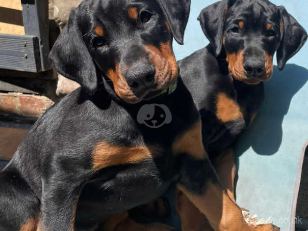 Doberman puppies for sale in sales my area