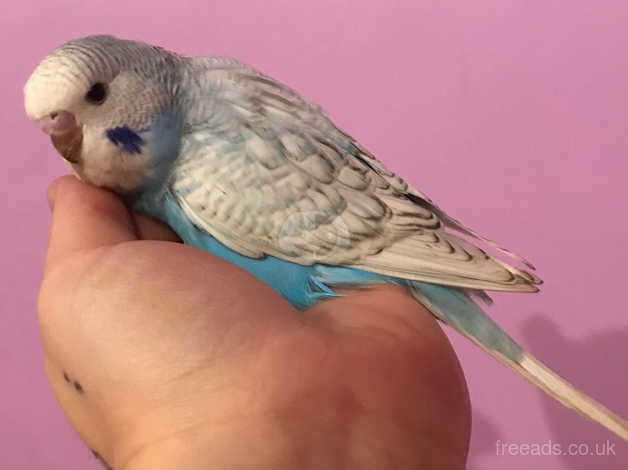 Violet clearance spangle budgie