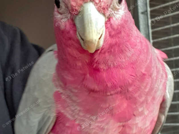 baby galah cockatoo