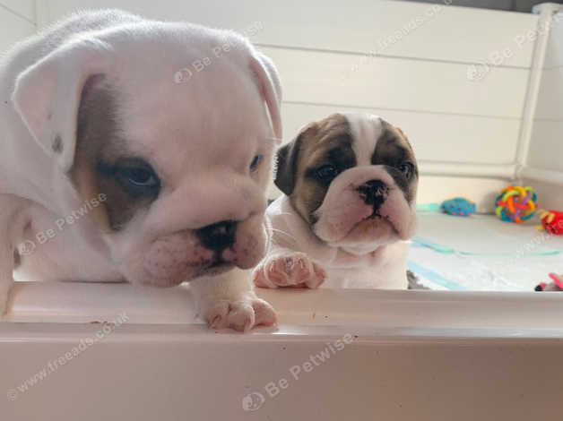 1 week store old english bulldog