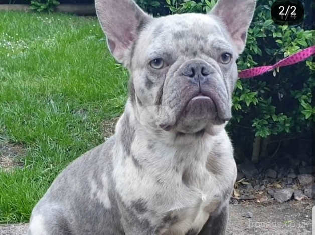 Lilac tan shop merle french bulldog