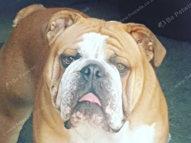 Red old best sale english bulldog