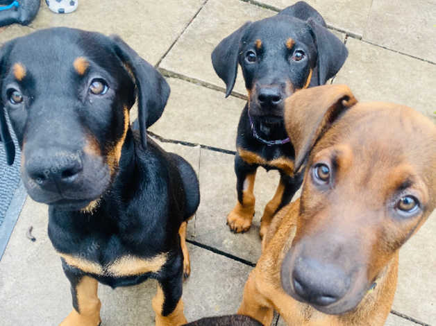 Doberman puppies for adoption near sale me