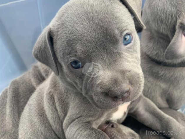 Baby blue sales staffy puppy