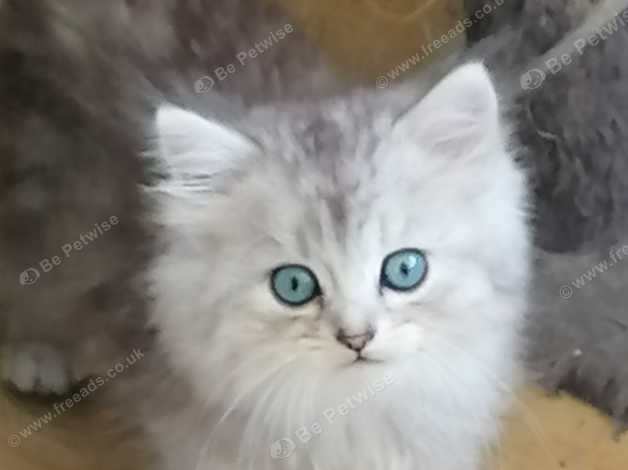 Blue store chinchilla persian