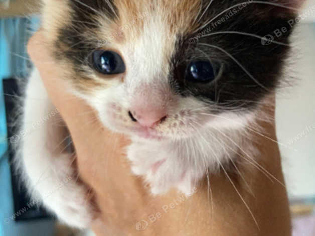 Long Haired Calico Kitten (female) in Huntingdon PE28 on Freeads Classifieds - Mixed Breed classifieds Long Haired Calico Kitten (female) in Huntingdon PE28 on Freeads Classifieds - Mixed Breed classifieds