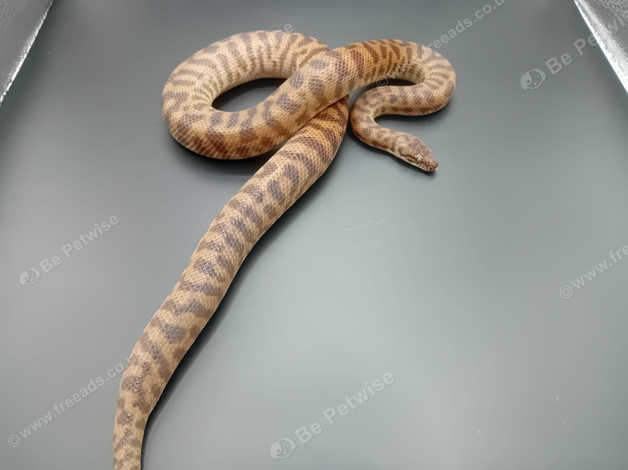 Rtb Australian Pygmy Banded Pythons Pair in Wigston LE18 on Freeads ...