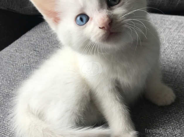 White kittens shop for sale