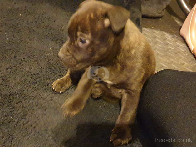 Tiger sales brindle staffy