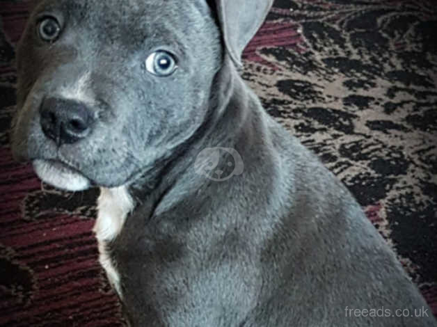 Blue hot sale staffy cross