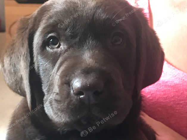 Chunky Chocolate Labrador Puppies Kc Reg in Llandeilo on Freeads Classifieds Labrador Retrievers classifieds