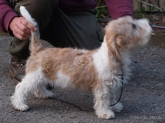 Pbgv dogs hot sale for sale