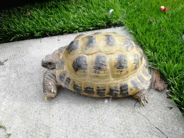 Large Adult Horsfield Tortoise For Sale in Leicester on Freeads ...