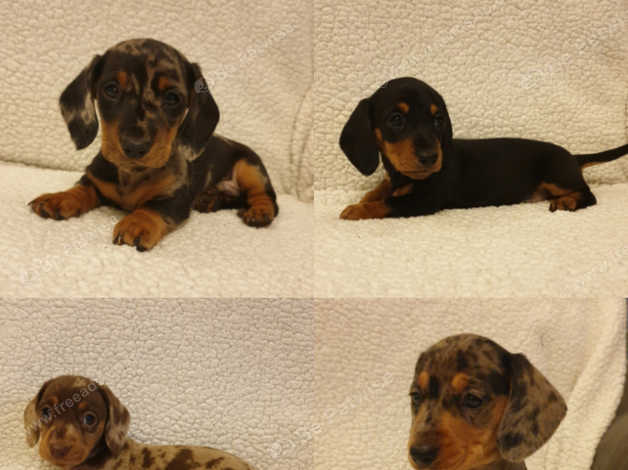 Kc Miniature Dachshunds In Stockton On Tees On Freeads Classifieds