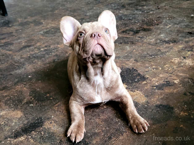 Brindle bulldog hot sale for sale