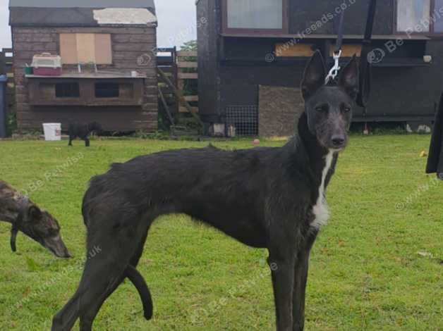 Freeads lurchers best sale