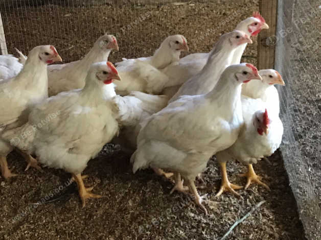 cobb-chickens-for-sale-in-great-yarmouth-nr29-on-freeads-classifieds