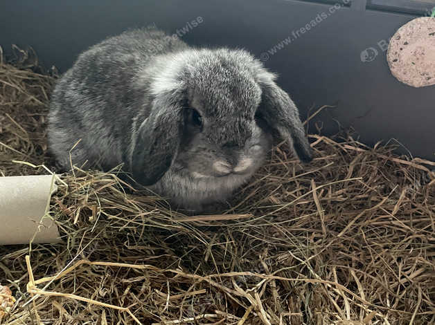 12 Week Old Gorgeous Mini Lop Chinchilla Buck in Brough HU15 on Freeads ...