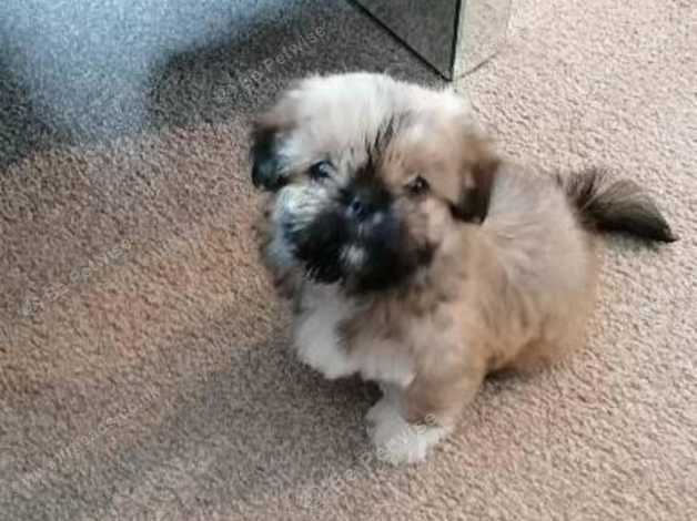 Lhasa apso sale x pekingese