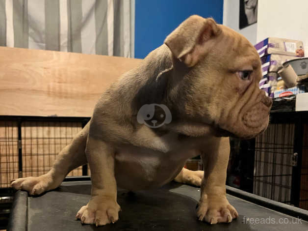 American bully micro exotic sales for sale