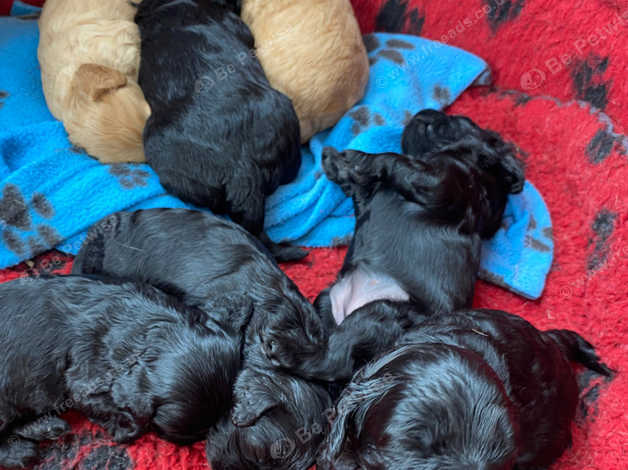 Stunning F1 Pure Black And Tan Cavapoo Puppies in Launceston on Freeads ...