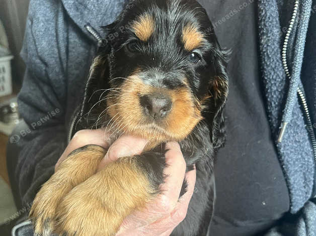 Beautiful Kc Registered Cocker Spaniel Puppies in Boston PE22 on Freeads Classifieds Cocker Spaniels classifieds