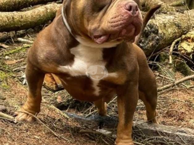 💥CHINO💥 ABKC chocolate tri pocket bully for stud in Oldham