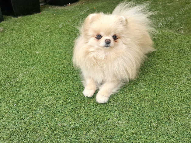 Beautiful Baby Doll Face Pomeranian in Peterborough on Freeads Classifieds Pomeranians classifieds