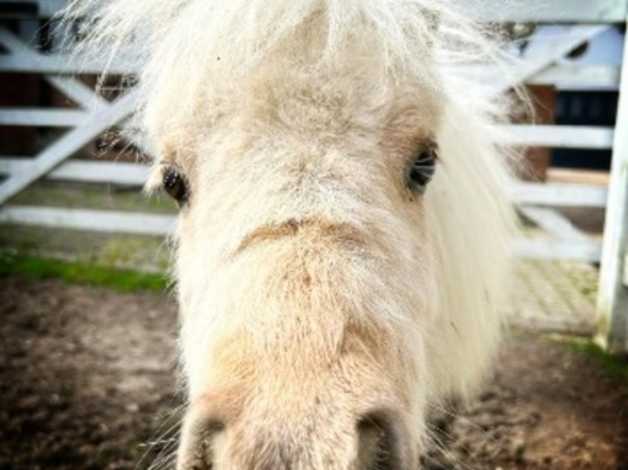 Registered Shetland Palomino Yearling | in Ingatestone, Essex | Freeads