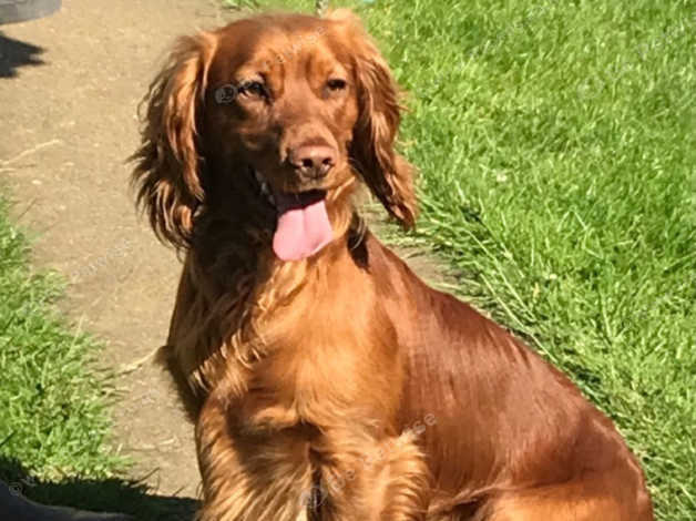 Fox spaniel sales