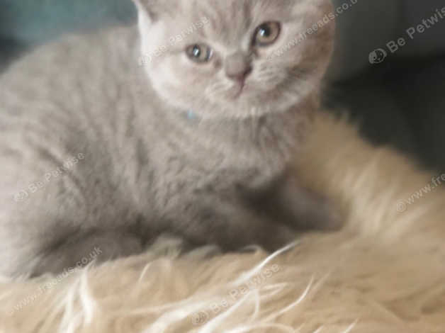 Pure British Shorthair Kittens For Sale in Dunfermline on Freeads ...