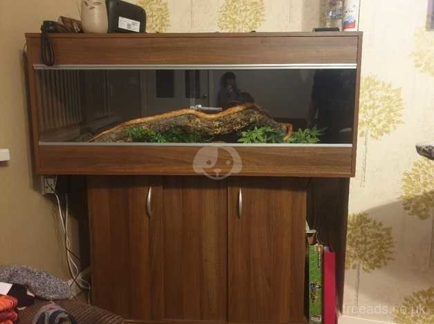 Snake And Vivarium For Sale In Bradford Bd2 On Freeads Classifieds