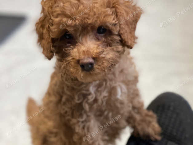 Apricot toy poodle outlet for sale