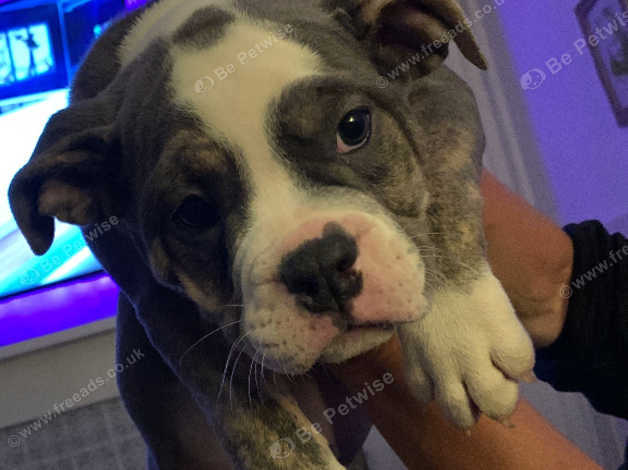 Engam bulldog hot sale for sale