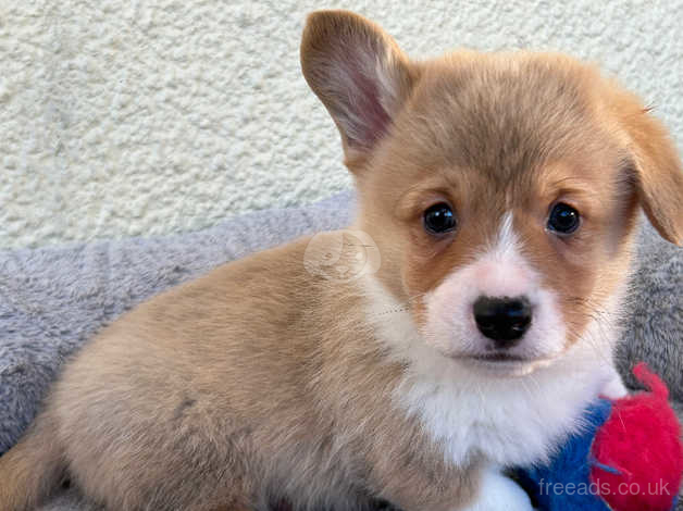 Red and hot sale white corgi puppy