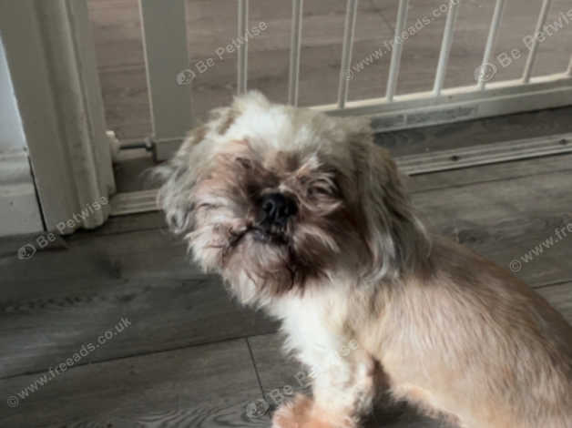 Shih Tzu in Bolton on Freeads Classifieds - Shih Tzus classifieds