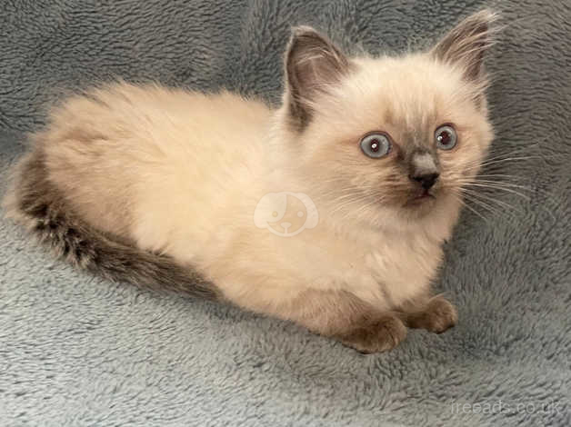 Ragdoll sales lilac colourpoint