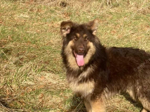 Long haired liver german cheap shepherd