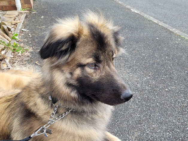 German Shepherd X in Paignton on Freeads Classifieds - Mixed Breed