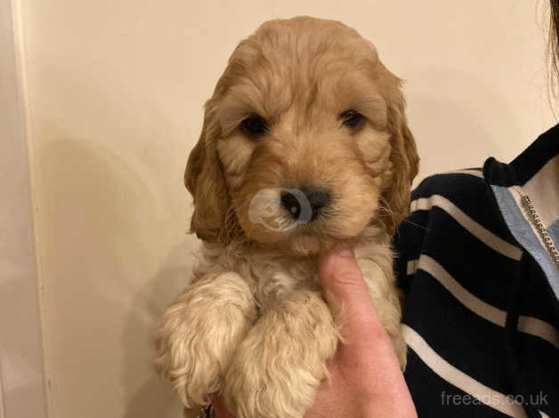 Show cockapoo sale puppies for sale