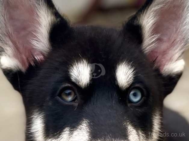 Rare sale husky puppies