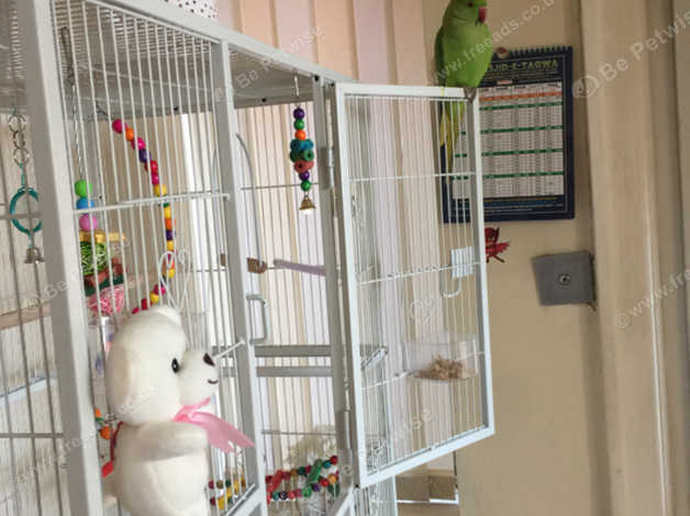 indian ringneck toys