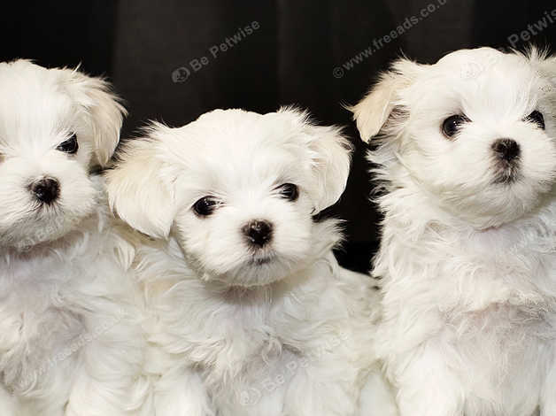 Beautiful maltese hot sale puppies